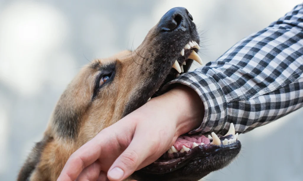 Consulting an Austin dog bite lawyer