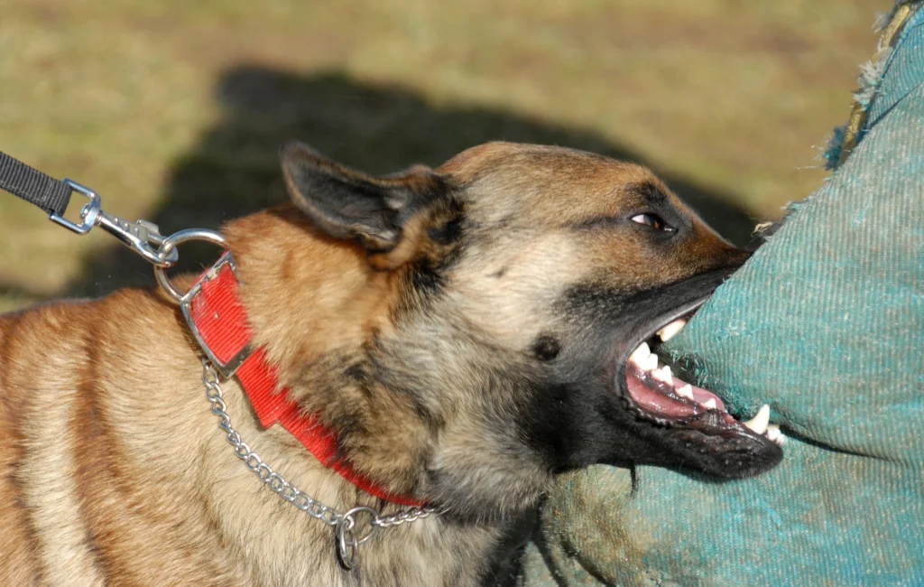 Expertise from an Austin dog bite lawyer